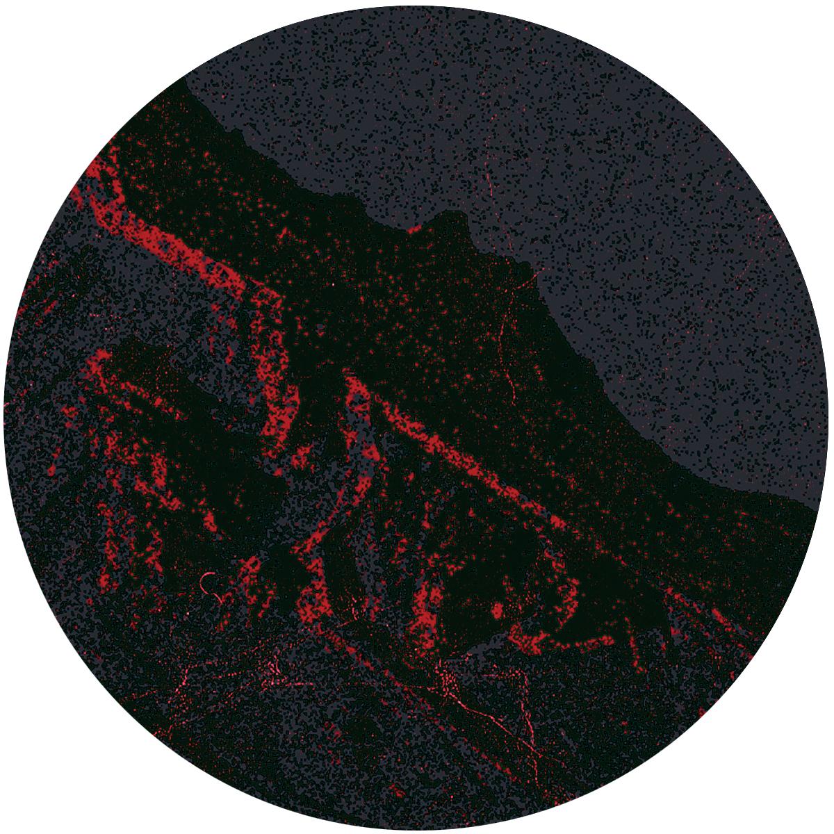 Boyd Schidt & Hecate Legacy - Renegade Methodz - Crimson Harvest - RM12 - 12" Vinyl - Techno - Greece